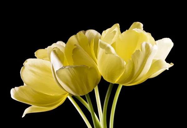 Bunch of yellow tulips on black