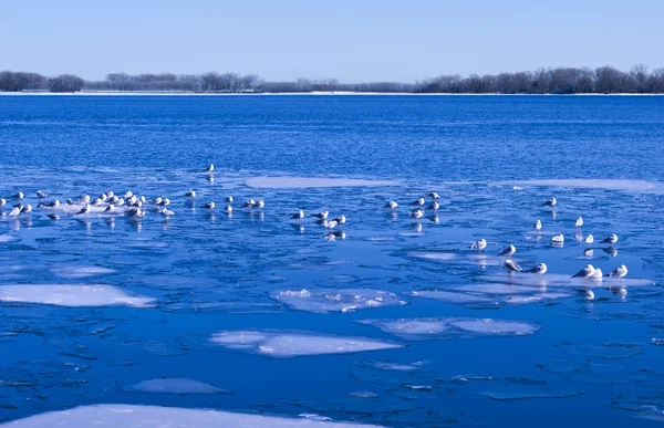 White seagulls on blue lake with ice
