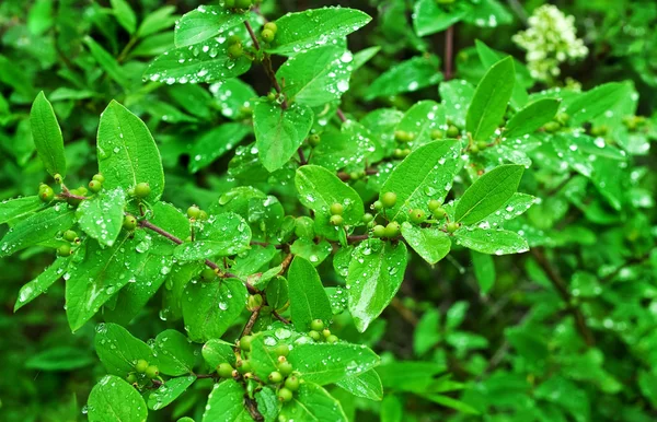 Fresh green bush leaves after rain