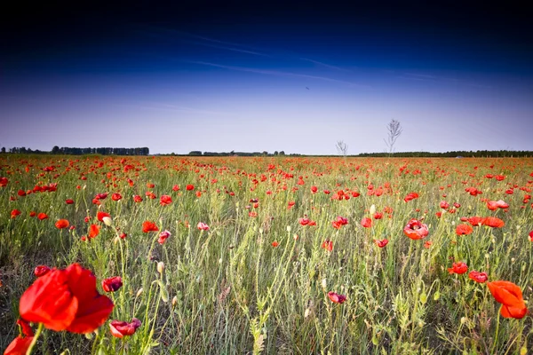 The red poppies of the meadow
