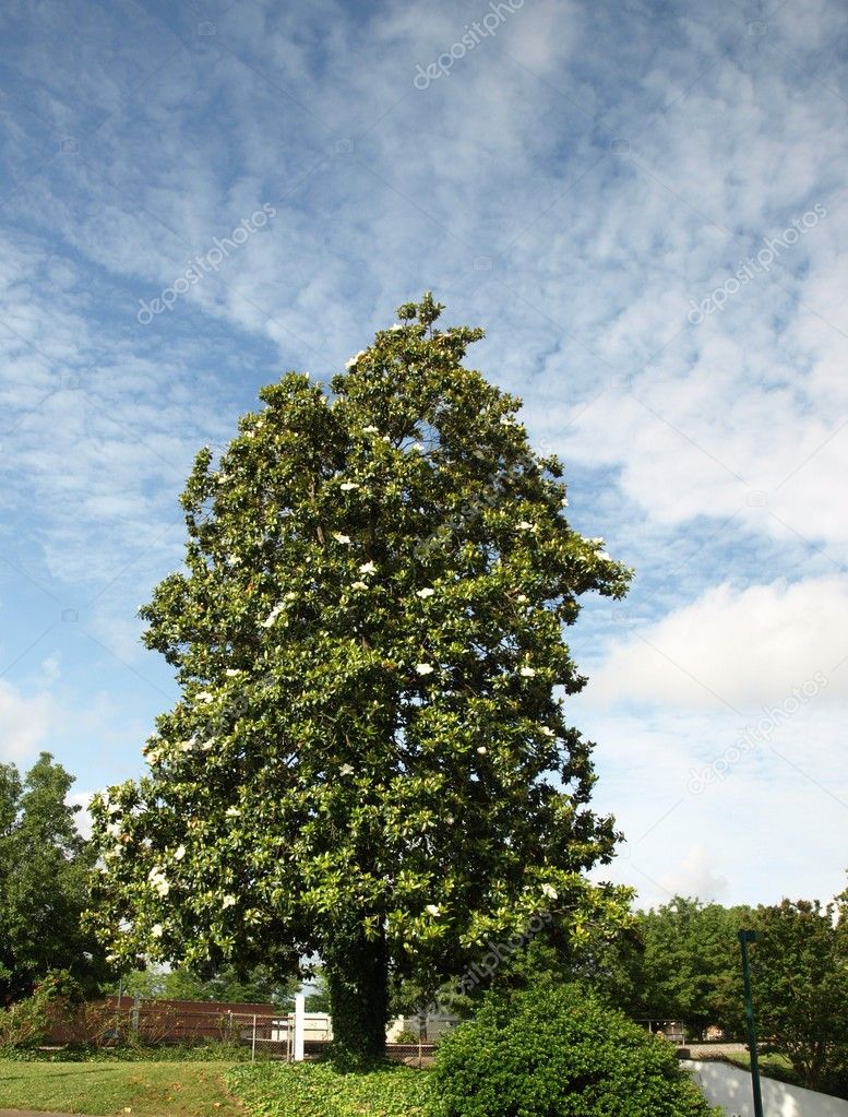 Tall magnolia — Stock Photo © tsmarkley 2448992