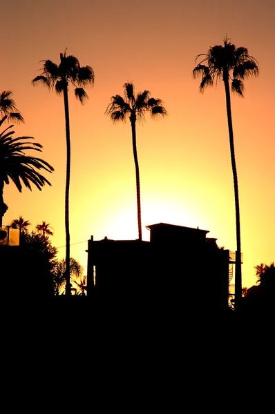 Three palms and a beachhouse at sunset