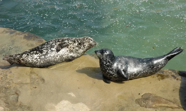 two harbor seals resting on the rock