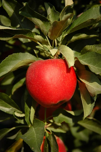 Red gala apple on a tree