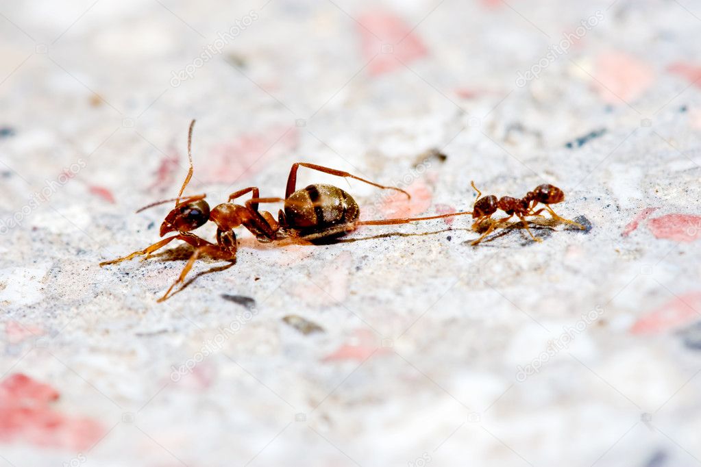 Ant Fighting