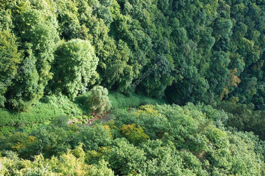 Forest from above — Stock Photo © cozmopics #2100750