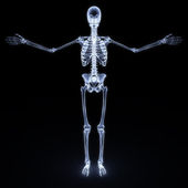 Human Skeleton — Stock Photo #19874489