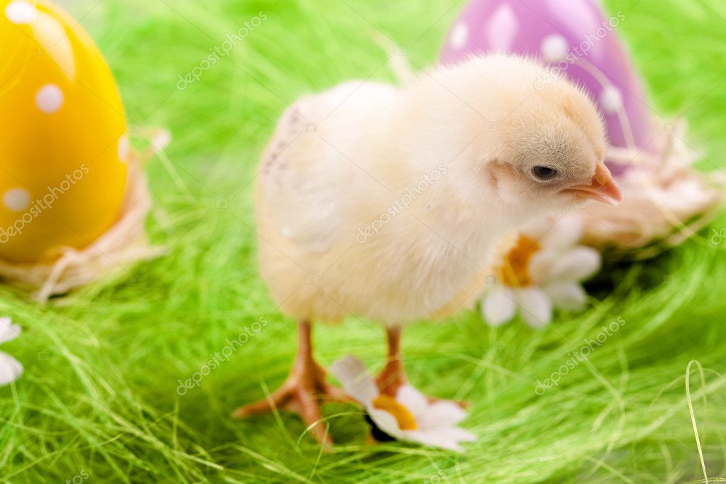 Real Easter Chicks