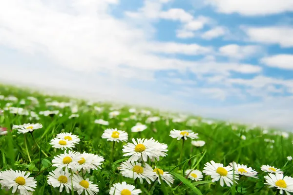 Daisies under the sky