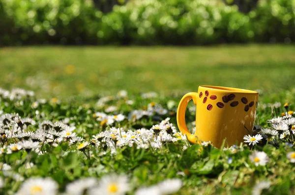 Field of daisies with coffee cup