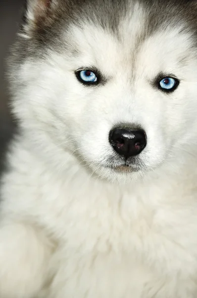 Husky Puppy Eyes