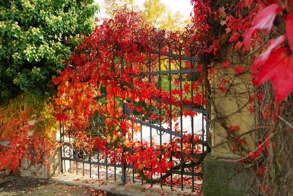 Iron gate and red leaves