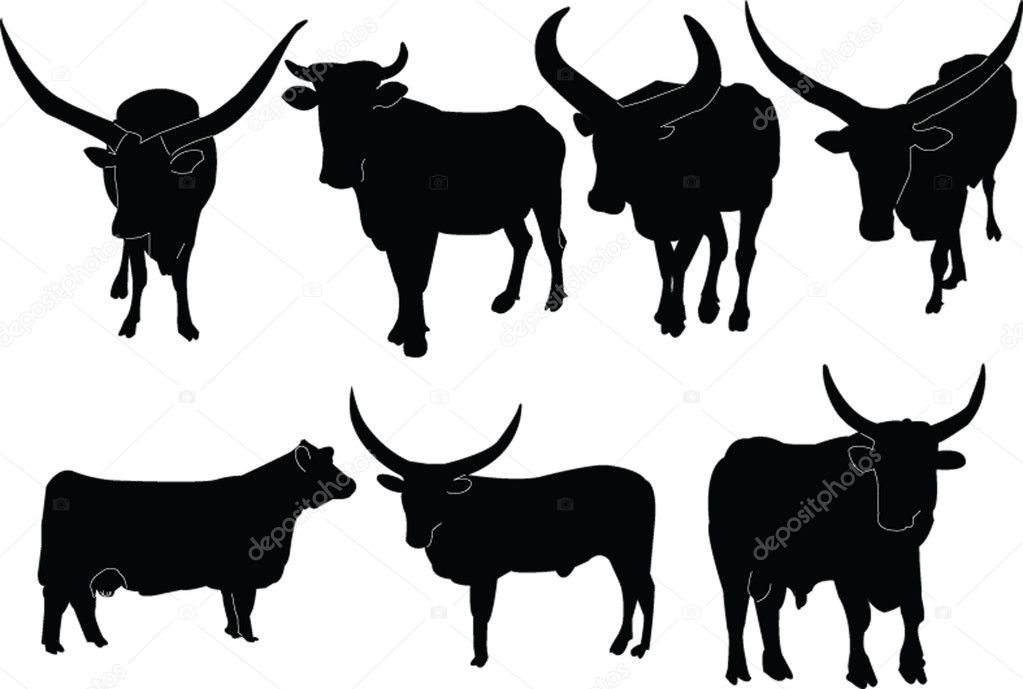 Cattle Illustration