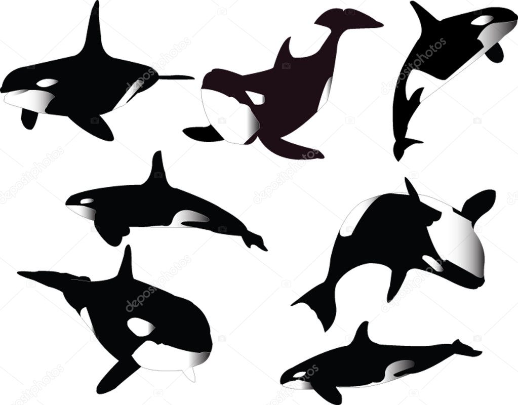 Whale Vector