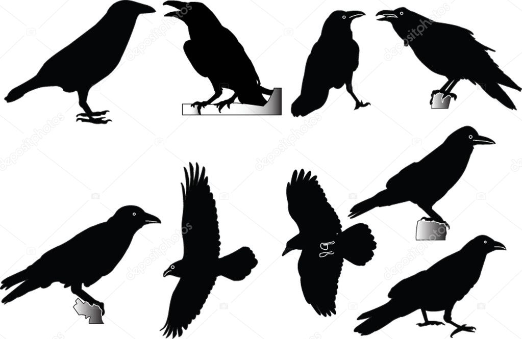Vector Raven