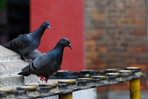 Pigeons and candleholders of hinduism