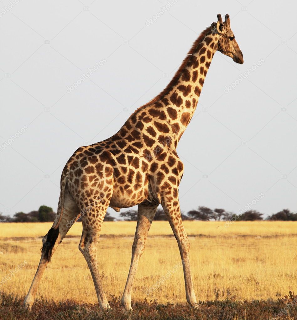 [Imagen: depositphotos_2103193-Giraffe.jpg]