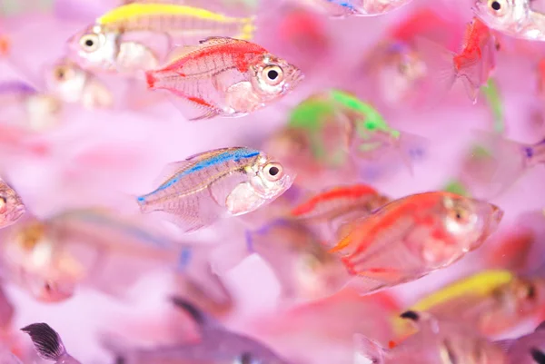 The colorful translucent tropical fishes swim in the clear water.
