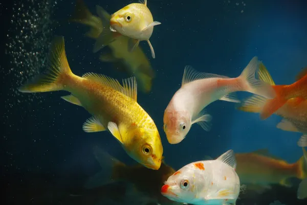 Pet golden fish swim in aquarium