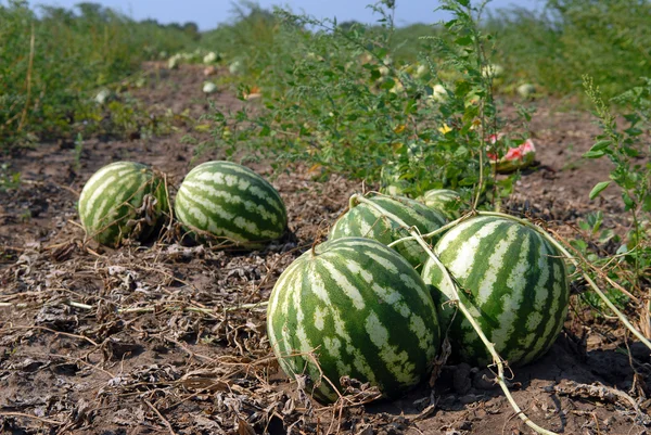 Ripe water-melons