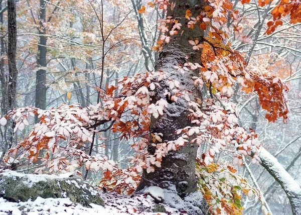 First snow on the yellow leaves