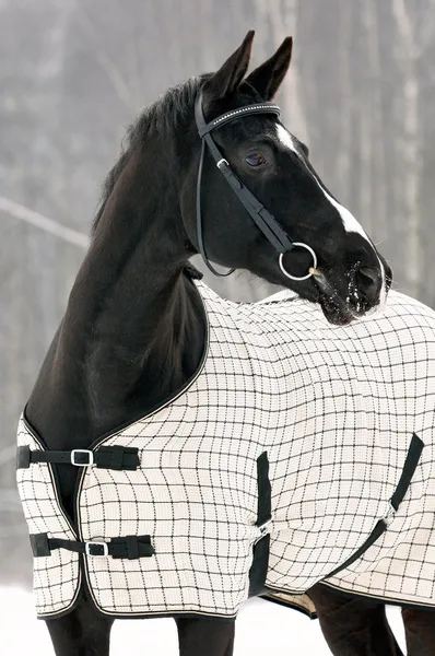 Black horse under the blanket in winter