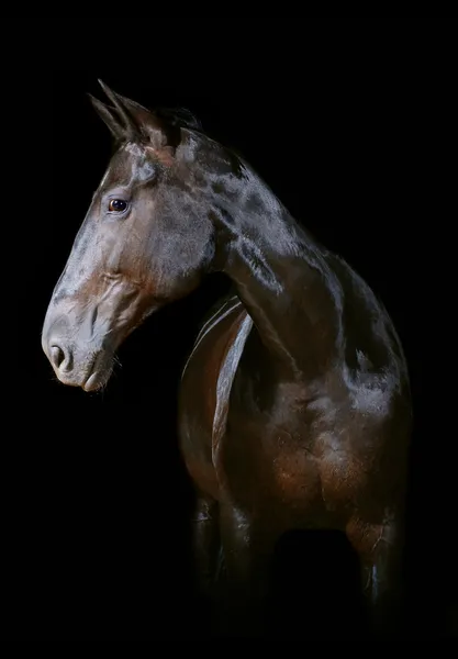 Dark bay horse on a black background