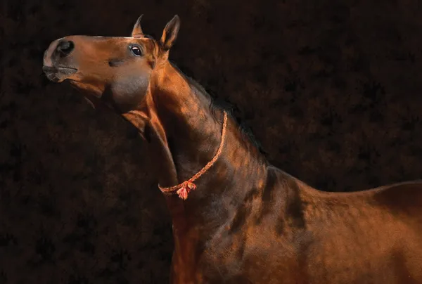 Buckskin horse on brown background