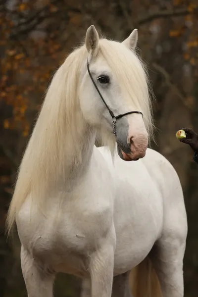 White horse