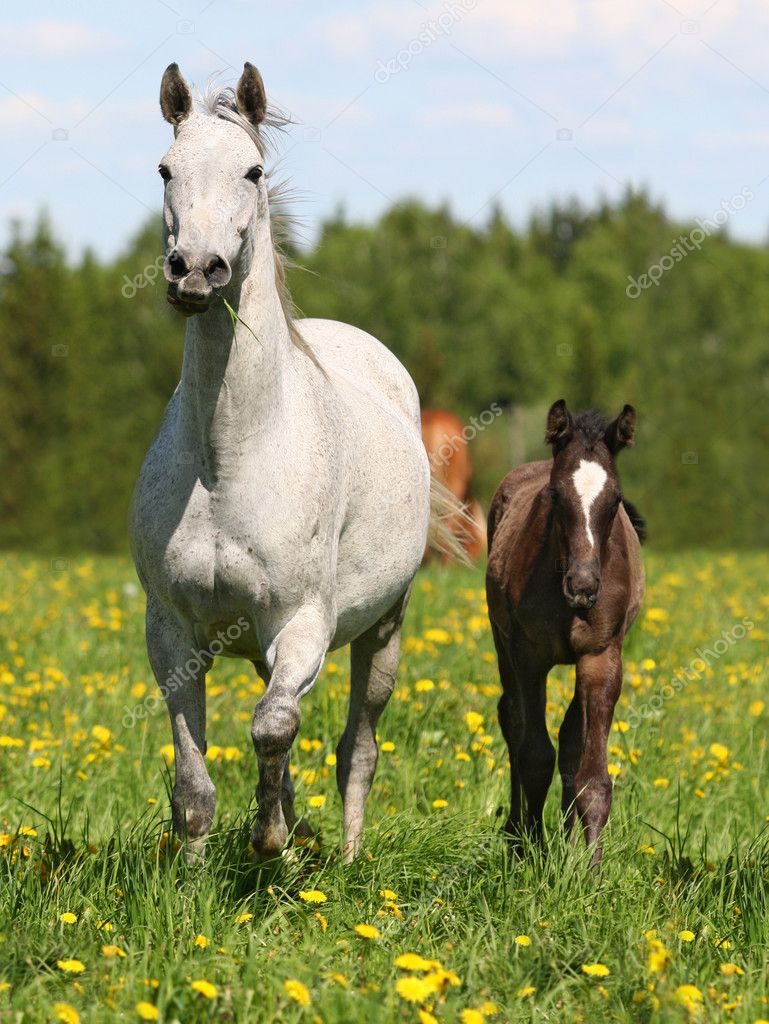 depositphotos_2636239-Mare-with-a-foal-in-a-meadow.jpg