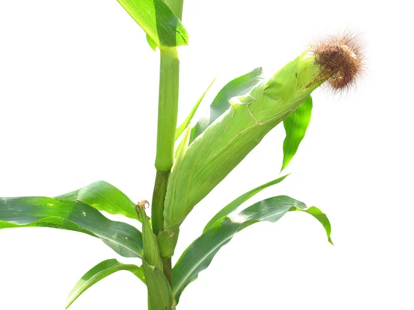 Growing maize corn cob with green leaves