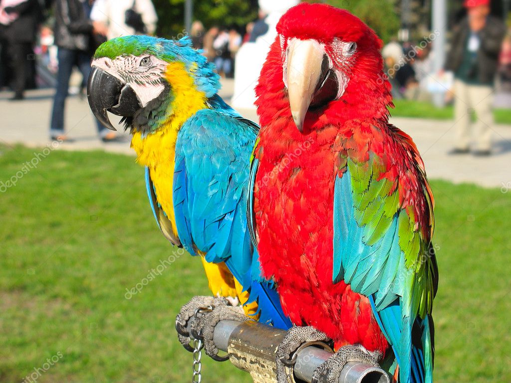 Two Beautiful Bright Colored Parrots Stock Photo Arogant