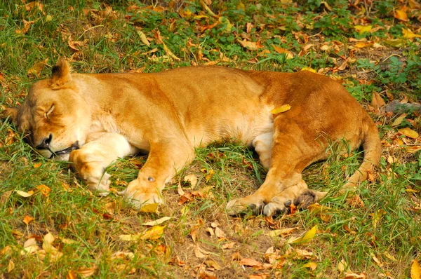 free sleeping lion photos
