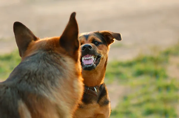 Angry dog with bared teeth