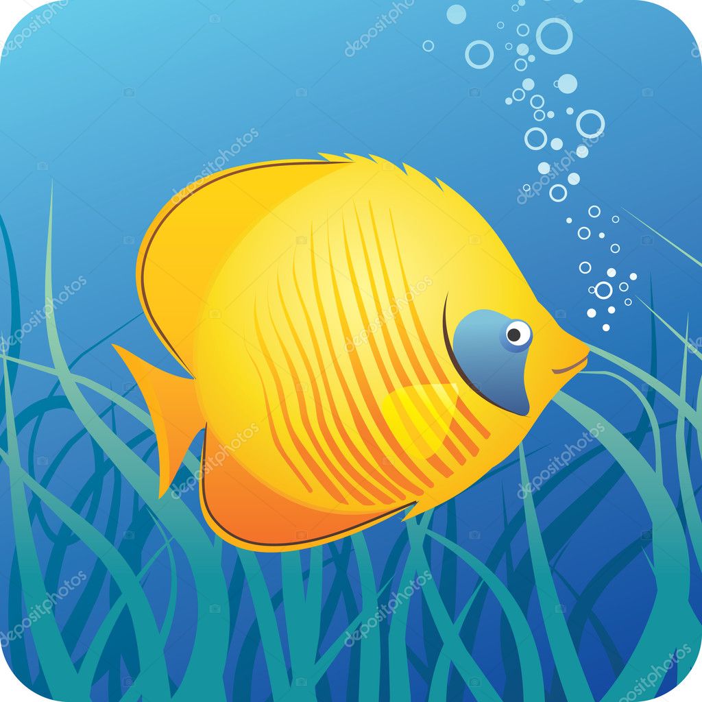 butterfly fish images