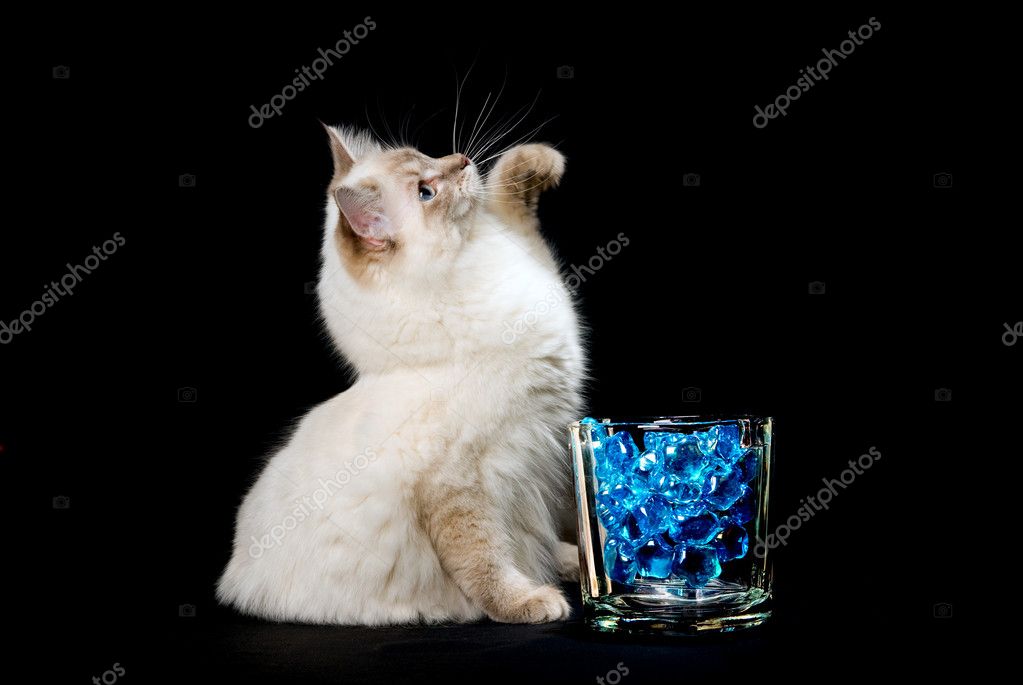 Ragdoll cat with backlit blue