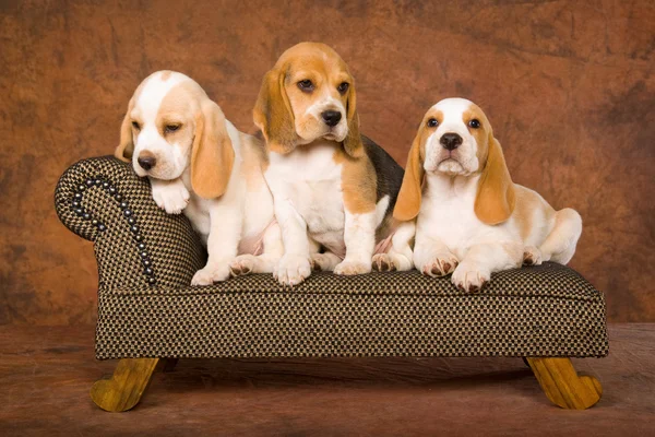 3 Cute Beagles on miniature sofa