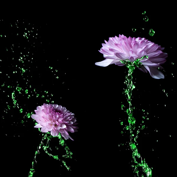 Water-stem Chrysanthemum purple flower