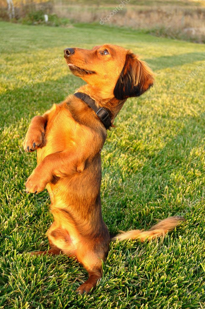 Miniature Dachshund Standing Up Beggiing Miniature Dachshund Standing Up Begging Stock Photo