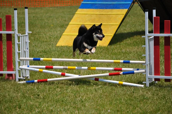 Shiba Inu leaping over a double jump