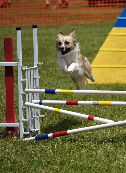 Mixed-breed dog leaping over a jump