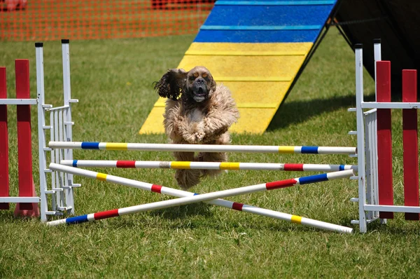 Cocker Spaniel leaping over a jump