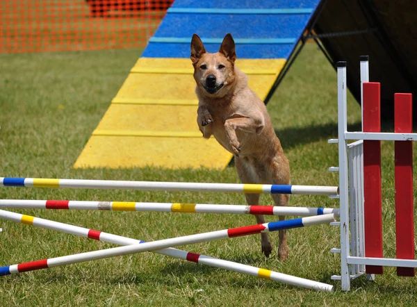 Large dog leaping over a double jump