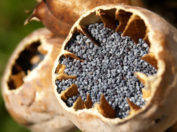 Close up of poppy seeds