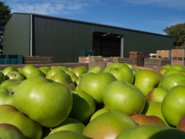 Fresh apple crop