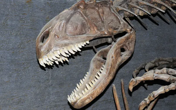 Fossil of Tyrannosaurus dinosaur