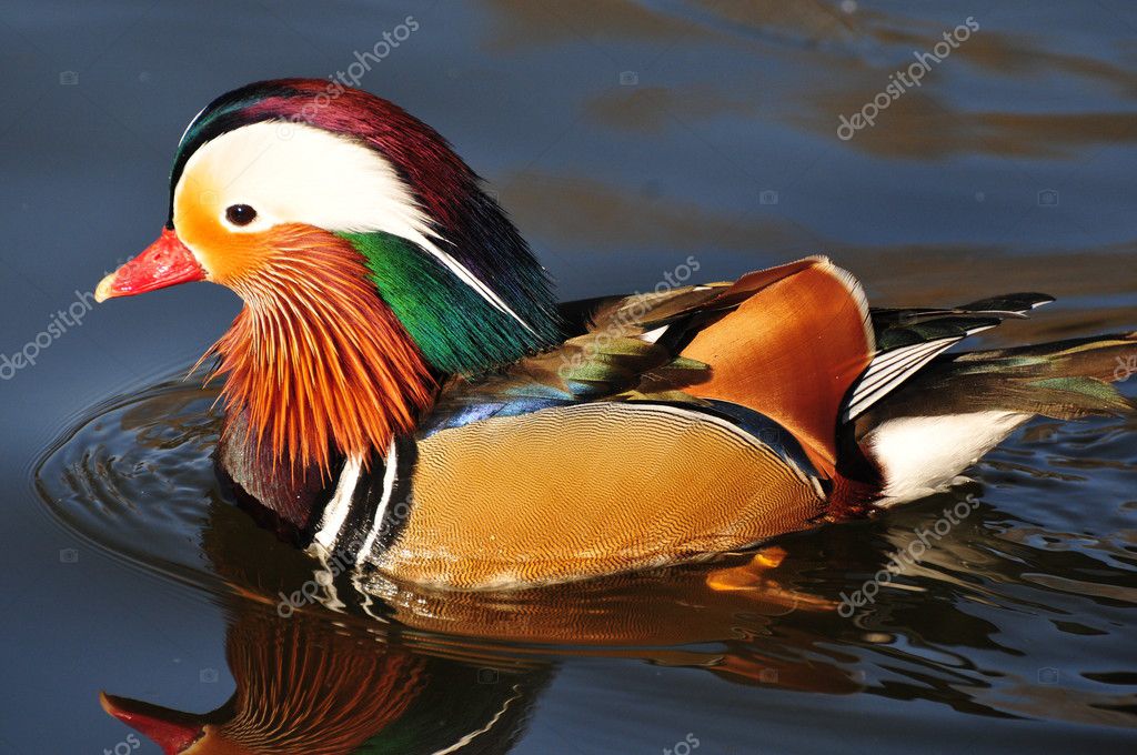 Chinese duck with beautiful feather — Stock Photo © zenjung #2272022