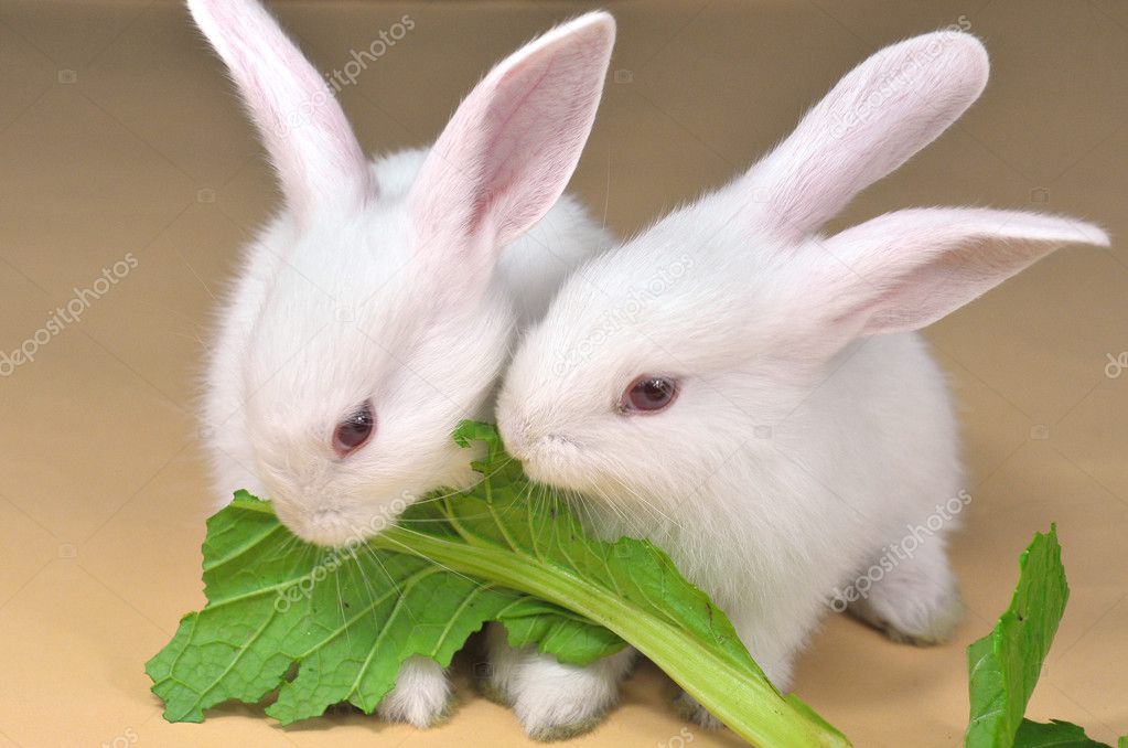 vegetables-and-fruits-for-a-rabbit-diet-feeding-bunny-feeding-dogs