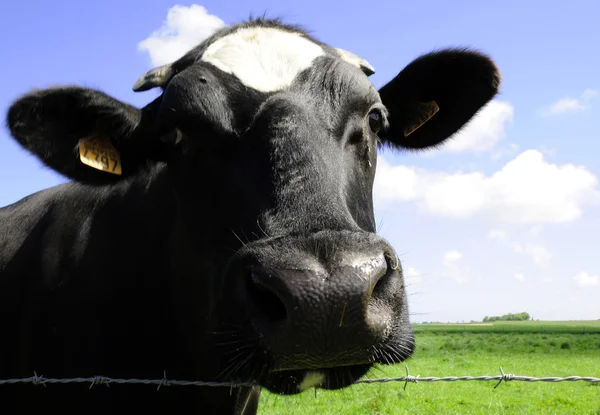 Cow in farm land