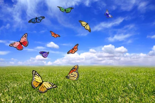 Beautiful Butterflies Flying Free in an